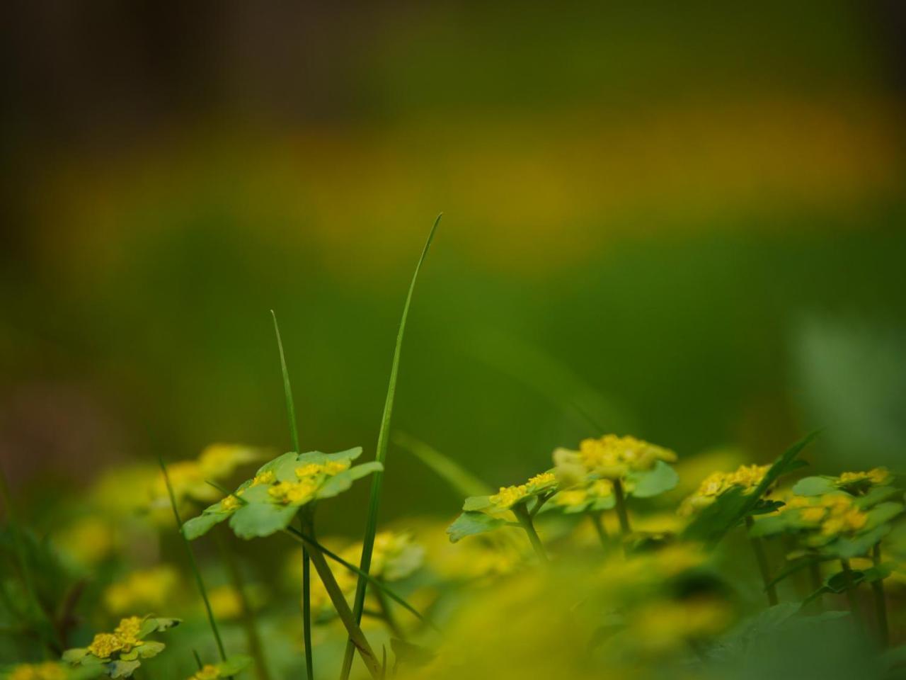 Fewo Kedo Neukirchen vorm Wald 외부 사진